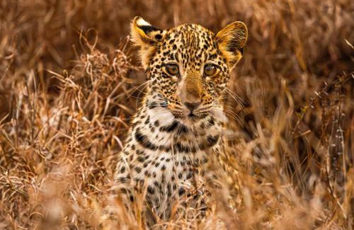Hoedspruit Cabin | Tshukudu Bush Camp