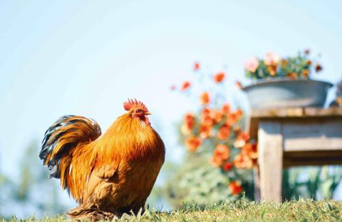 Vleteren Ski Chalet | Tulpenhuys