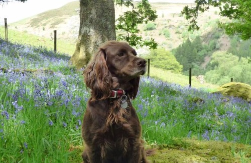 Rhayader House | Vacation home Barnaby in Llandrindod Wells - 7 persons, 3 bedrooms