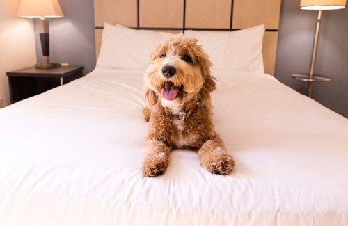 Clearwater House | Vacation Time! Close to Airport, Full Kitchen, Pet-friendly and Outdoor Pool!