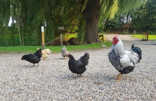 Arnhem House | Vakantiehuisje aan de rand van Arnhem