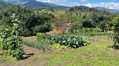 Coffee Triangle House | Valle Sereno, Hospedaje rural cerca del Salto del Buey
