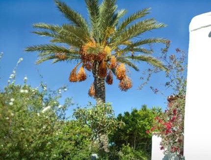 Sant Miquel de Balasant Villa | Villa Historica