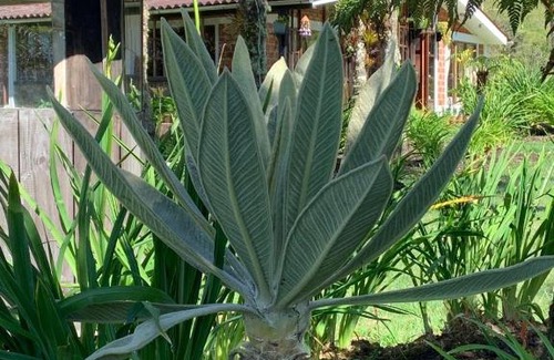 El Encano Ski Chalet | Villa Marina