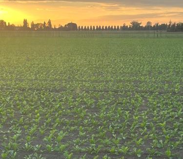 Castel Guelfo di Bologna Hotel | Villa Solarola Country House