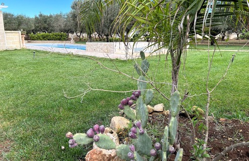 Manduria Villa | Villa with pool surrounded by olive trees in salento