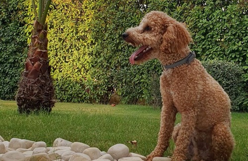 Bisceglie Bed & Breakfast | Villa with apartment and big garden share