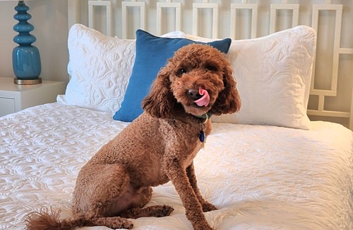 Bay Harbor Hotel | Village Suites Bay Harbor