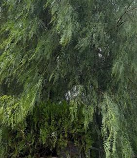 San Cassiano Apartment | Vintage Home - monolocale in Salento