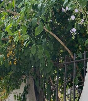 San Cassiano Apartment | Vintage Home - monolocale in Salento