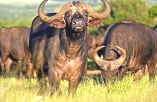 Greater Johannesburg Metropolitan Area House | Virgio Tours Transfer Safari