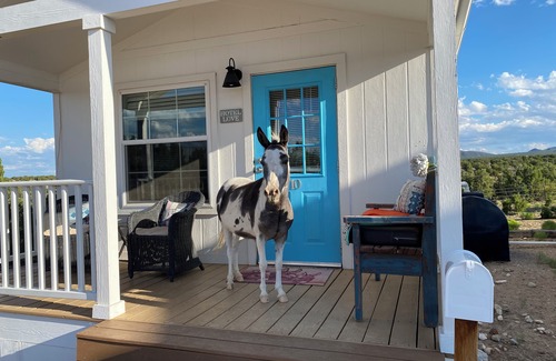Cerrillos Cottage | Wake Up With Miniature Horses!