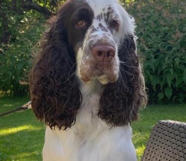 Kerimaki Bed & Breakfast | Wanhan Apteekin Majatalo