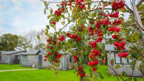 Pevensey Resort | Warren Wood Country Park