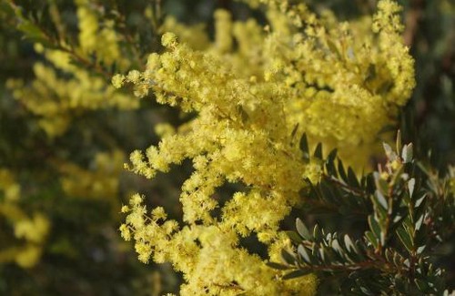 Gundagai House | WATTLE TREE HILL