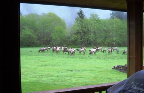 Quinault House | Welcome to the Elk House! 4 Private Acres/Close to Hiking and Lake Quinault!