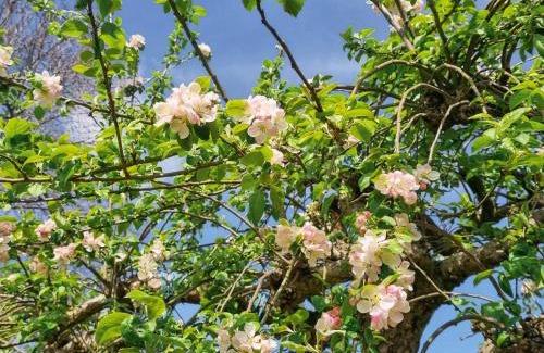 Ashbourne House | Wheelwright's Cottage