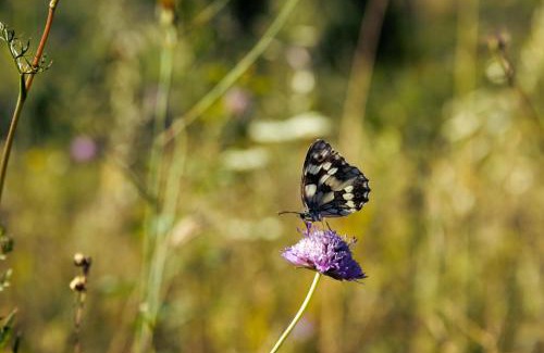 San Costantino Albanese Other | Wild Orchard Farm