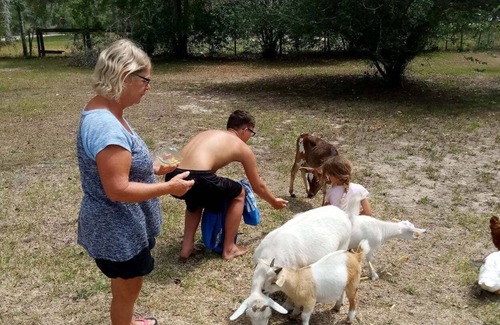 Williston Other | Williston Fl Petting Zoo 10 minutes to Blue Grotto
