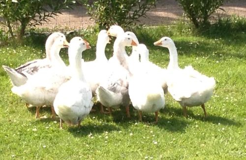 Fifield House | Willow Court Farm-Studio North & Petting Farm, 8 mins from Legoland & Windsor, 15 mins from Lapland UK