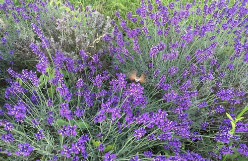 Velines Cottage | Wisteria Cottage in the Grounds of 16th Cent. Historic Manor, Heated Pool 12mx6m