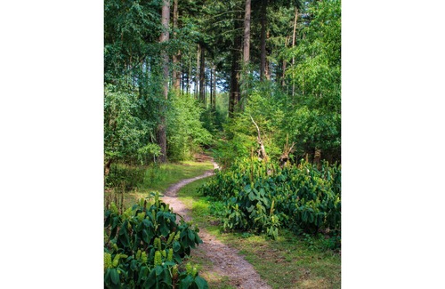 Bosgebied Hoenderloo House | Wonderful private villa for 10 guests with WIFI, pool, TV and terrace