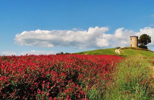 Bibbona Villa | Wonderful private villa with WIFI, private pool, A/C, TV, pets allowed, panoramic view and parking