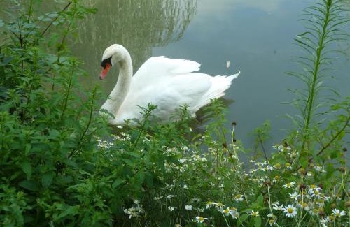 Saint-Cyr-en-Talmondais Ski Chalet | Wooden chalet, for 4 people air-conditioned