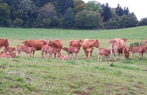 Orcival House | Wooden house in the fields