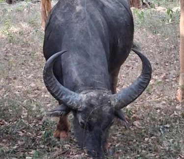 Kataragama Other | Yala Mobile Camping inside the National Park