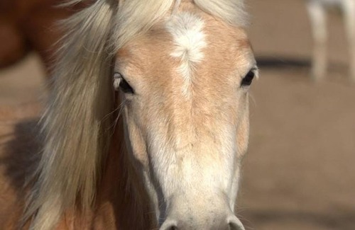 Saint-Bonnet-de-Four Cottage | Yellow Gîte: Nature Getaway with Animals and Comfort Included