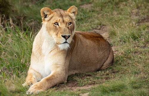 Die Barakke Cabin | Sleep Whiskers away from the Lions and " FEEL " them ROAR! Cabin 1