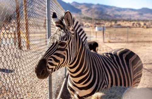 Williamson House | Zebra Ranch 2-br Tiny Home Mtn Viewtrailsbrbq