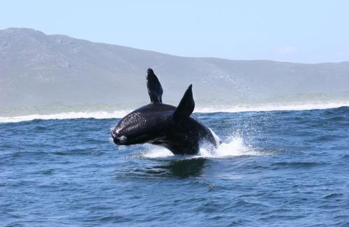 Gansbaai House | Zeezicht Guest House