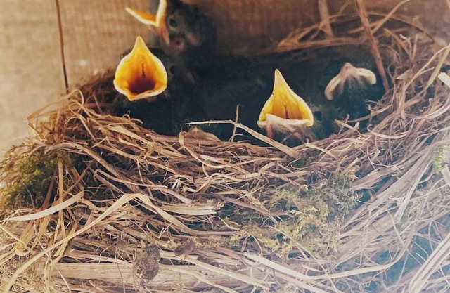 00 - Le Gite de Saint Phal