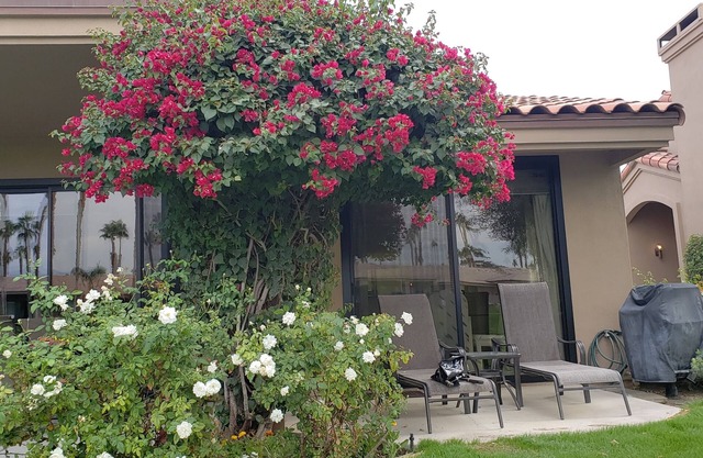 2 bdrm plus den, 2 bath. Overlooking the 8th hole of the Challenge Course w/lake