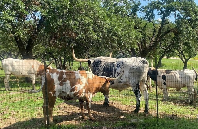 3BR Retreat - King & Queen Beds, Near Austin and Hill Country Fun