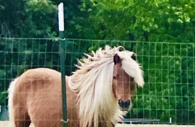 A part of nature, surrounded by farm animals, 12 minutes from Branson.