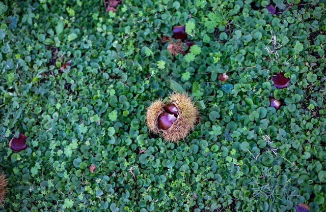 All Seasons Guest House