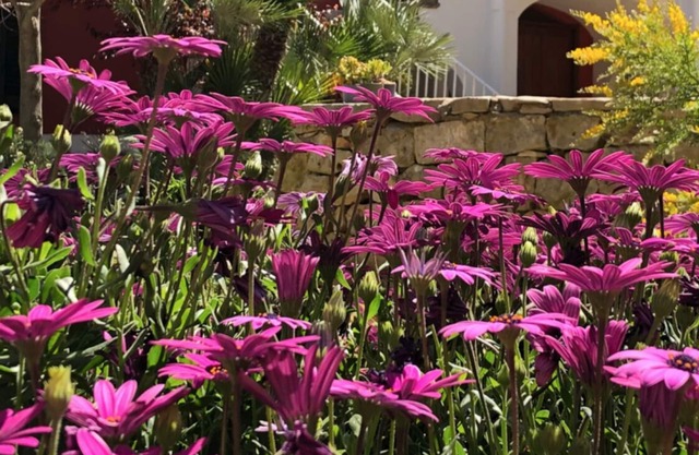 ancient charm wonderful period villa surrounded by the green hills of M