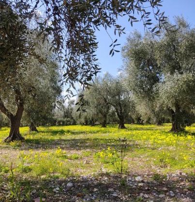 Appartamenti Anna Maria