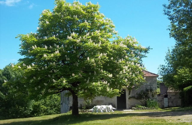 Authentic Quercynoise farm in the heart of the Cahors vineyard