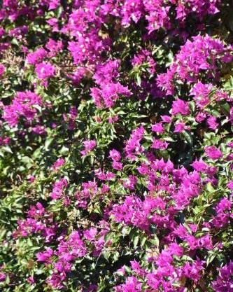 Azienda Agrituristica Biologica Il Querceto