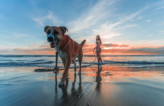 Azureva Longeville-sur-Mer