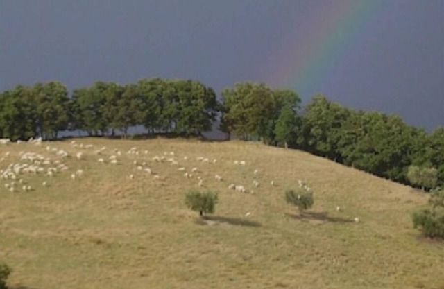 Basilico, Agriturismo Ca'Mazzetto, Organic farmhouse in Franciscan peace trail