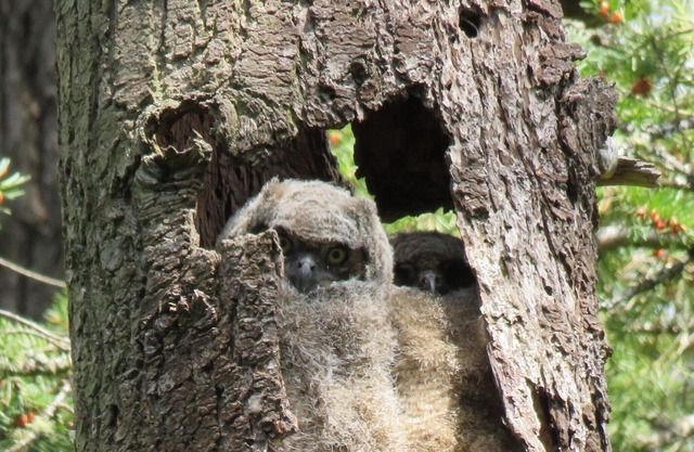 BRIGHT, GAS FIREPLACE, 3 TVs, 4 guests/n25% DISCOUNT FROM NOV 1 to JAN 10