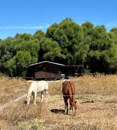 Cabaña rústica en un rancho con caballos, Prado del Rey, Andalucía