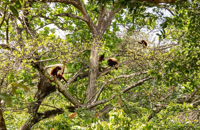 Cabin with pool near the PNN Tayrona