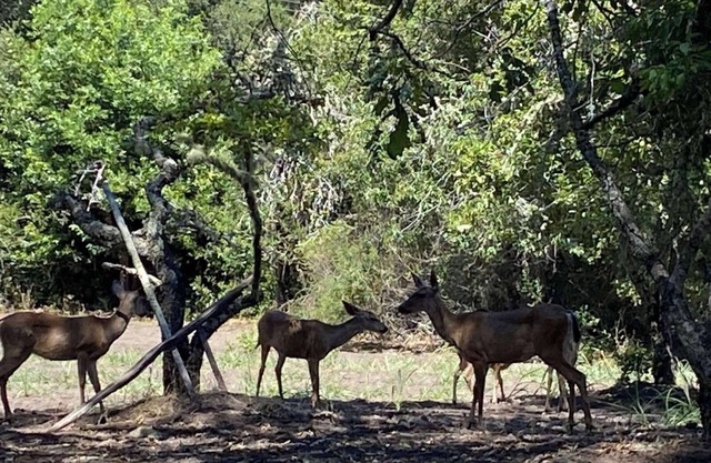 Camp Site Large Group with Hot Water Shower in Redwood Forest Retreat