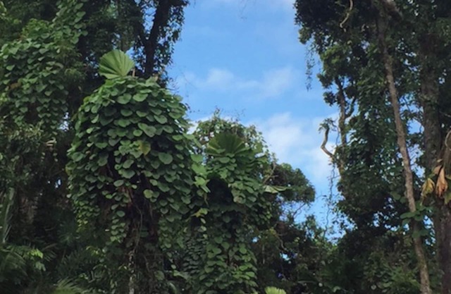 Cape Tribulation Eco Space